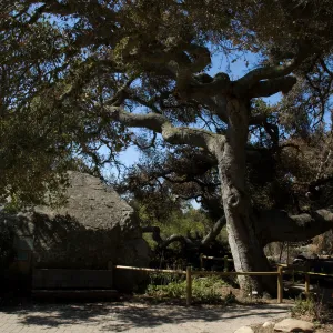 Santa Barbara Botanic Garden after the Jesusita Fire (Coastal Live Oak)