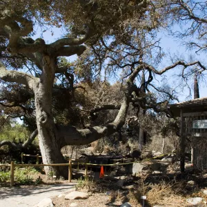 Santa Barbara Botanic Garden after the Jesusita Fire (Coastal Live Oak)