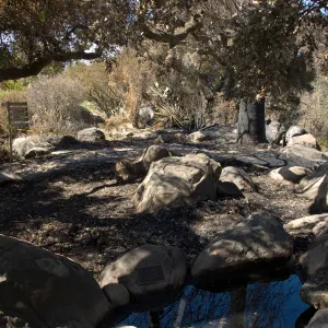 Santa Barbara Botanic Garden after the Jesusita Fire