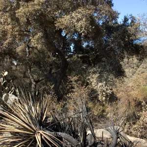 Santa Barbara Botanic Garden after the Jesusita Fire