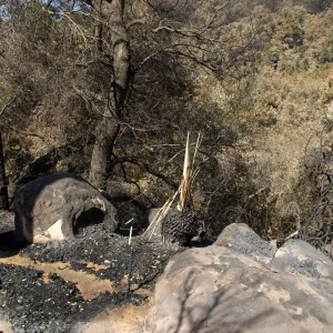Santa Barbara Botanic Garden after the Jesusita Fire