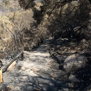 Santa Barbara Botanic Garden after the Jesusita Fire, burned railing on Campbell Trail