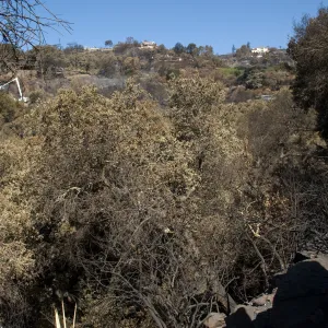 Santa Barbara Botanic Garden after the Jesusita Fire, Mission Canyon