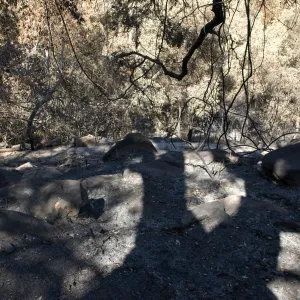 Santa Barbara Botanic Garden after the Jesusita Fire