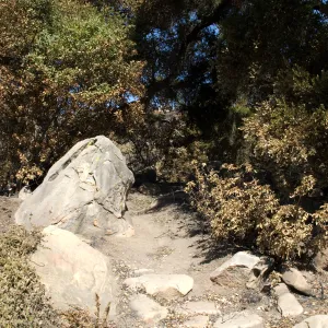 Santa Barbara Botanic Garden after the Jesusita Fire