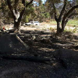 Santa Barbara Botanic Garden after the Jesusita Fire