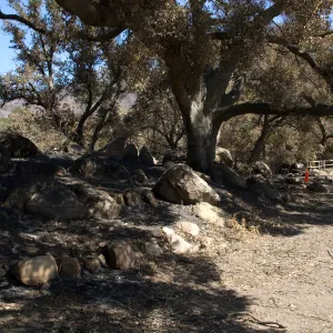 Santa Barbara Botanic Garden after the Jesusita Fire