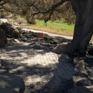 Santa Barbara Botanic Garden after the Jesusita Fire