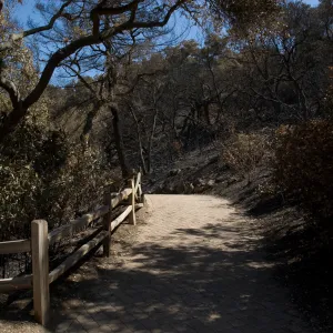 Santa Barbara Botanic Garden after the Jesusita Fire, burned Woodland section and Redwood section