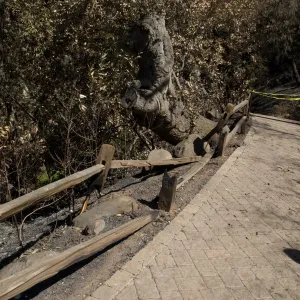 Santa Barbara Botanic Garden after the Jesusita Fire, burned railing along Redwood section