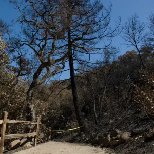 Santa Barbara Botanic Garden after the Jesusita Fire, burned vegetation in Woodland and Redwood sections