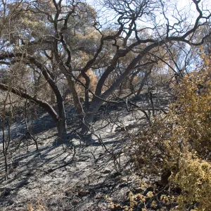 Santa Barbara Botanic Garden after the Jesusita Fire, burned vegetation along Woodland Trail and Mission Canyon Road