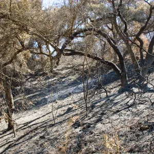 Santa Barbara Botanic Garden after the Jesusita Fire, burned vegetation in Woodland Section