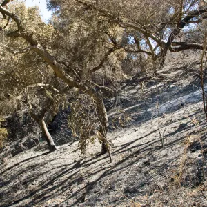 Santa Barbara Botanic Garden after the Jesusita Fire