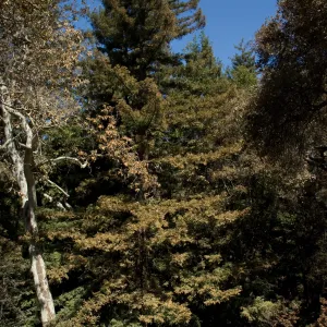 SBBG_BD_00643.jpg
