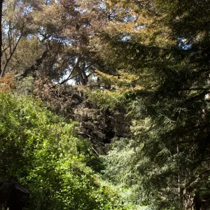Santa Barbara Botanic Garden after the Jesusita Fire, burned vegetation in Redwood section