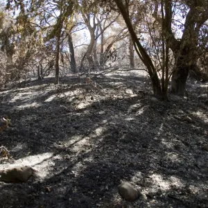 Santa Barbara Botanic Garden after the Jesusita Fire, burned vegetation on Woodland Trail