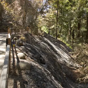Santa Barbara Botanic Garden after the Jesusita Fire, burned area in Redwood section