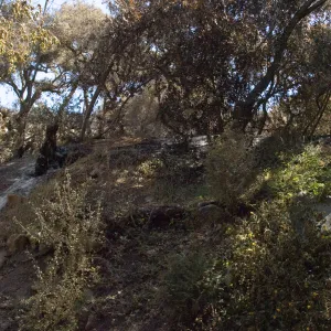 Santa Barbara Botanic Garden after the Jesusita Fire, burned area on Woodland Trail