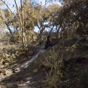 Santa Barbara Botanic Garden after the Jesusita Fire, burened area on Woodland Trail