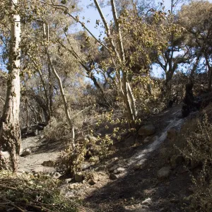 Santa Barbara Botanic Garden after the Jesusita Fire, burned area on Woodland Trail