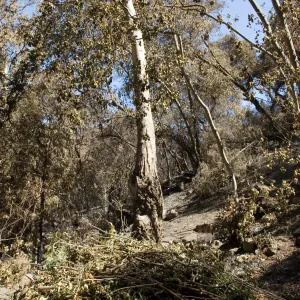 Santa Barbara Botanic Garden after the Jesusita Fire, burned trees on Woodland Trail