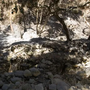 Santa Barbara Botanic Garden after the Jesusita Fire, burned trees in Mission Creek