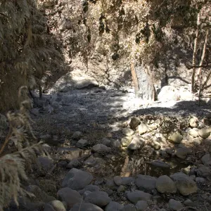 Santa Barbara Botanic Garden after the Jesusita Fire, burned trees in Mission Creek