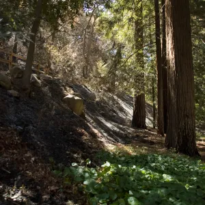 Santa Barbara Botanic Garden after the Jesusita Fire, burned slope in Redwood section