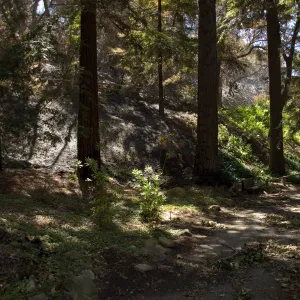 Santa Barbara Botanic Garden after the Jesusita Fire, burned area in Redwood section