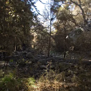 Santa Barbara Botanic Garden after the Jesusita Fire, burned area along Mission Creek