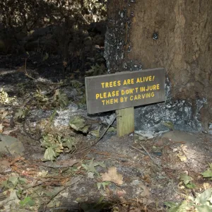 Santa Barbara Botanic Garden after the Jesusita Fire, burned tree and sign