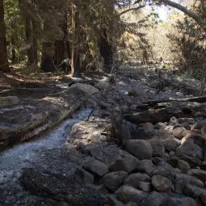 Santa Barbara Botanic Garden after the Jesusita Fire, burned fallen tree along Mission Creek