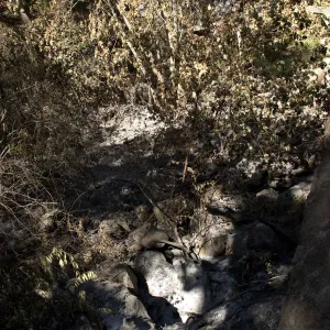 Santa Barbara Botanic Garden after the Jesusita Fire, view over Mission Dam