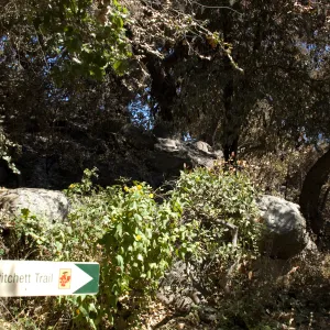 Santa Barbara Botanic Garden after the Jesusita Fire, Pritchett Trail