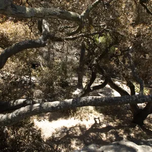 Santa Barbara Botanic Garden after the Jesusita Fire, view of canyon from Pritchett Trail