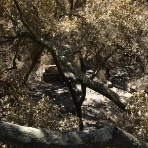 Santa Barbara Botanic Garden after the Jesusita Fire, Fiber Arts Display