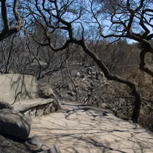 stone bench, Pritchett Bench, Pritchett Trail after the Jesusita Fire