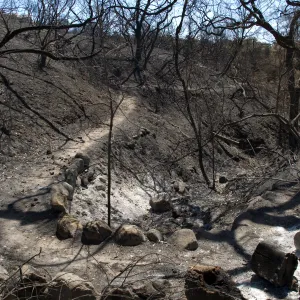 Stone foot bridge and burned wood chunks on Pritchett Trail after the Jesusita Fire