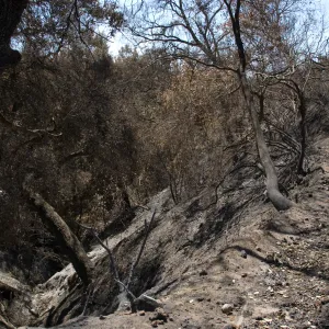 Pritchett Trail after the Jesusita Fire