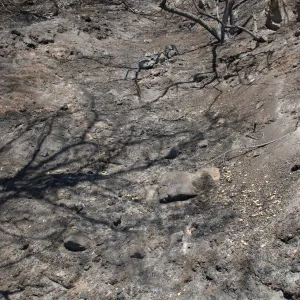 slope along Pritchett Trail after the Jesusita Fire