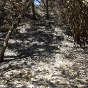 Mission Canyon after the Jesusita Fire