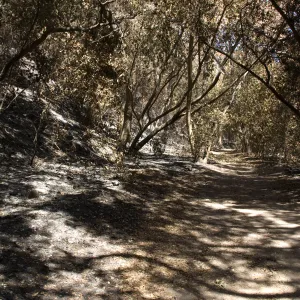 Canyon Trail after the Jesusita Fire