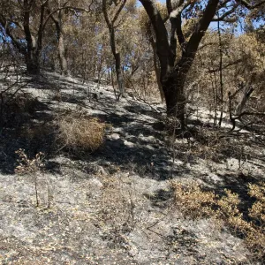 burned east-facing slope of Mission Canyon, adjacent to Island Section, after the Jesusita Fire