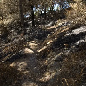 trail from Island Section to Tunnel Road after the Jesusita Fire
