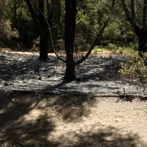 Island Section after the Jesusita Fire