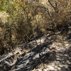 burned area along trail just above the Island Section, after the Jesusita Fire