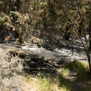 Island Section from the Easton Aqueduct Trail after the Jesusita Fire