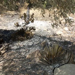 burned vegetation in Island Section after the Jesusita Fire