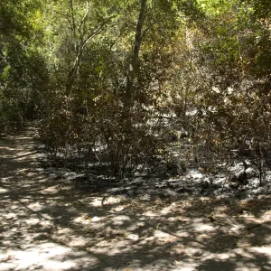 bottom of Island Section near Mission Creek after the Jesusita Fire